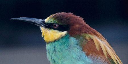 Apa fungsi paruh burung pipit yang runcing pendek dan kuat?