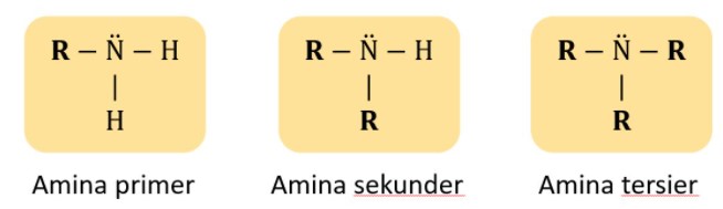 Berikut ini merupakan ciri Senyawa amina kecuali