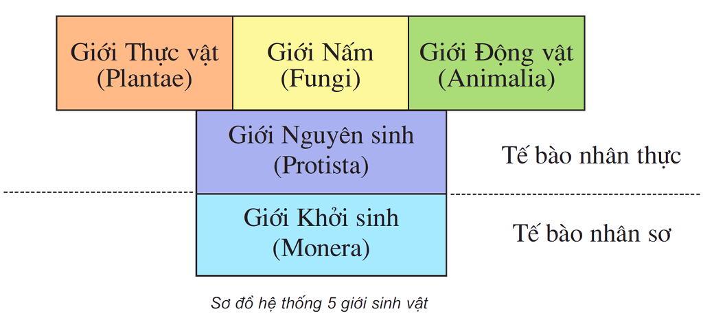 Các ngành chính trong giới động vật là