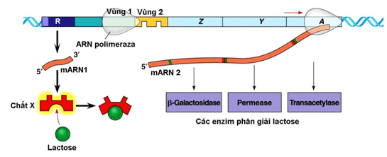 Chất nào đóng vai trò như tín hiệu điều hòa hoạt động gen của opêron Lac ở vi khuẩn E coli là