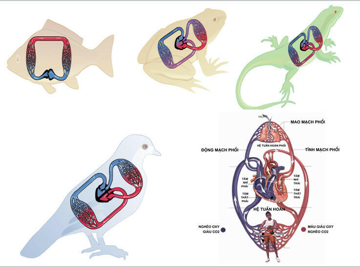 Có bào nhiều chiều hướng tiến hóa của hệ tuần hoàn ở động vật