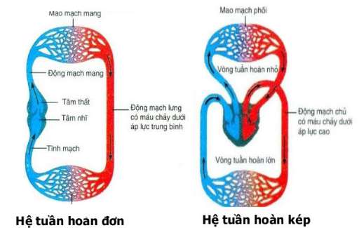 Có bào nhiều chiều hướng tiến hóa của hệ tuần hoàn ở động vật