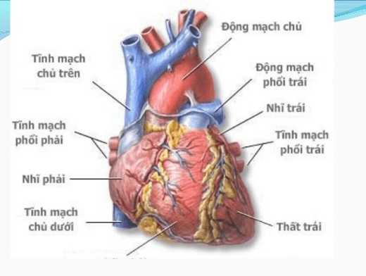 Có bào nhiều chiều hướng tiến hóa của hệ tuần hoàn ở động vật