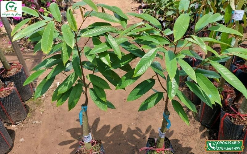 Giá cây giống sầu riêng Musang King