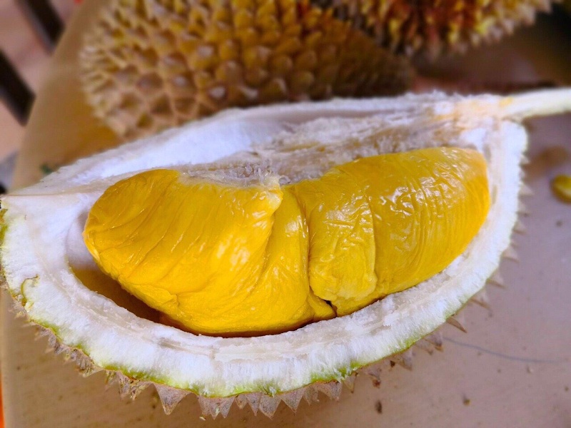 Giá cây giống sầu riêng Musang King
