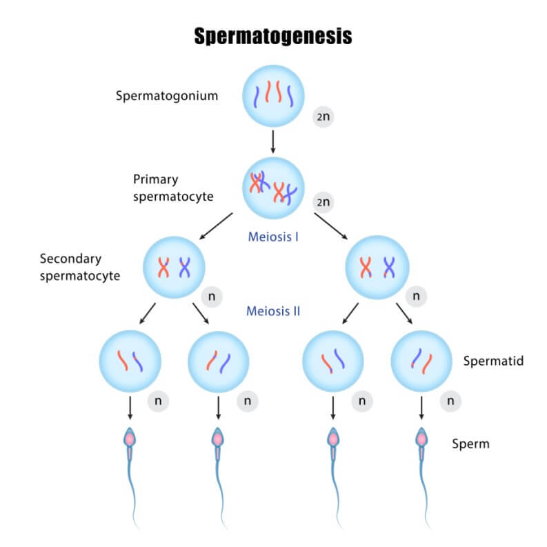 Hasil akhir dari proses spermatogenesis yaitu