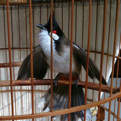 Cập nhật hơn 66 về hình nền chim chào mào đẹp mới nhất - cdgdbentre.edu.vn