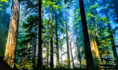 Loại rừng có ý nghĩa rất quan trọng đối với môi xinh là rừng gì