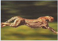 Mengapa kijang dan cheetah dalam berlari lebih banyak melompat ke udara dan meluncur di udara