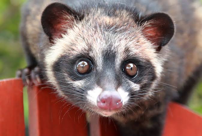 musang pandan obesitas