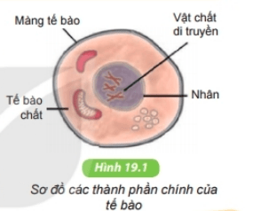 Nếu chức năng các thành phần chính của tế bào