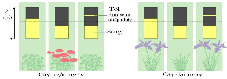 Nhân tố nào sau đây không phải là nhân tố chi phối sự ra hoa của thực vật