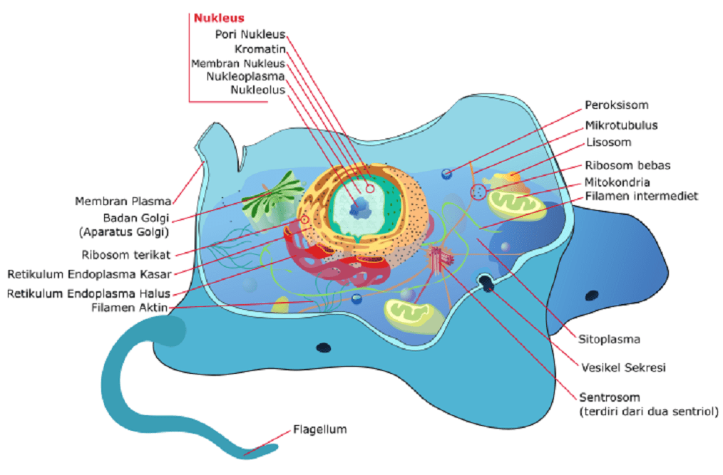 Organel sel berikut yang tidak Dimiliki oleh sel tumbuhan adalah