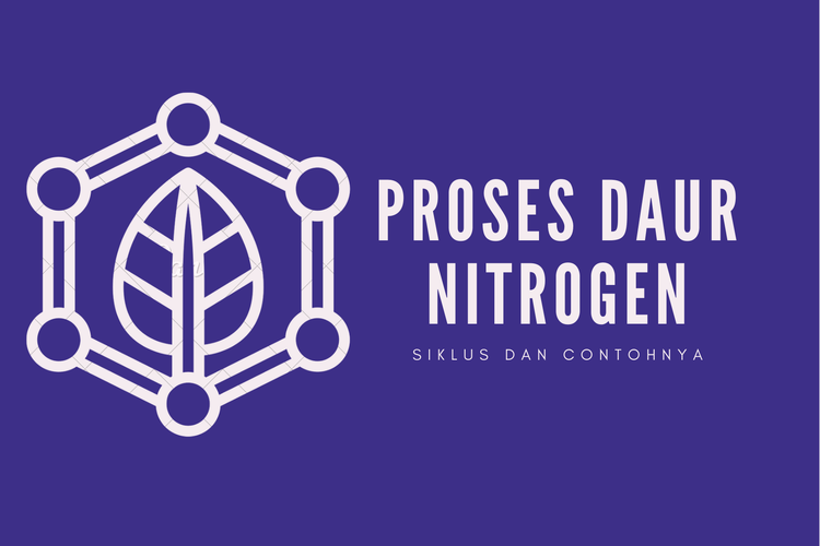 Top 9 pada daur nitrogen, proses pengubahan nitrat menjadi nh dan nh