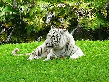 Perbedaan macan putih dan harimau putih