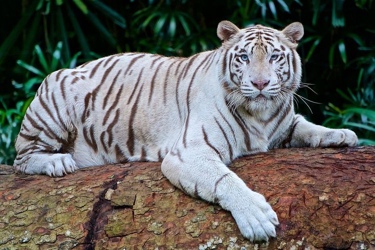 Perbedaan macan putih dan harimau putih