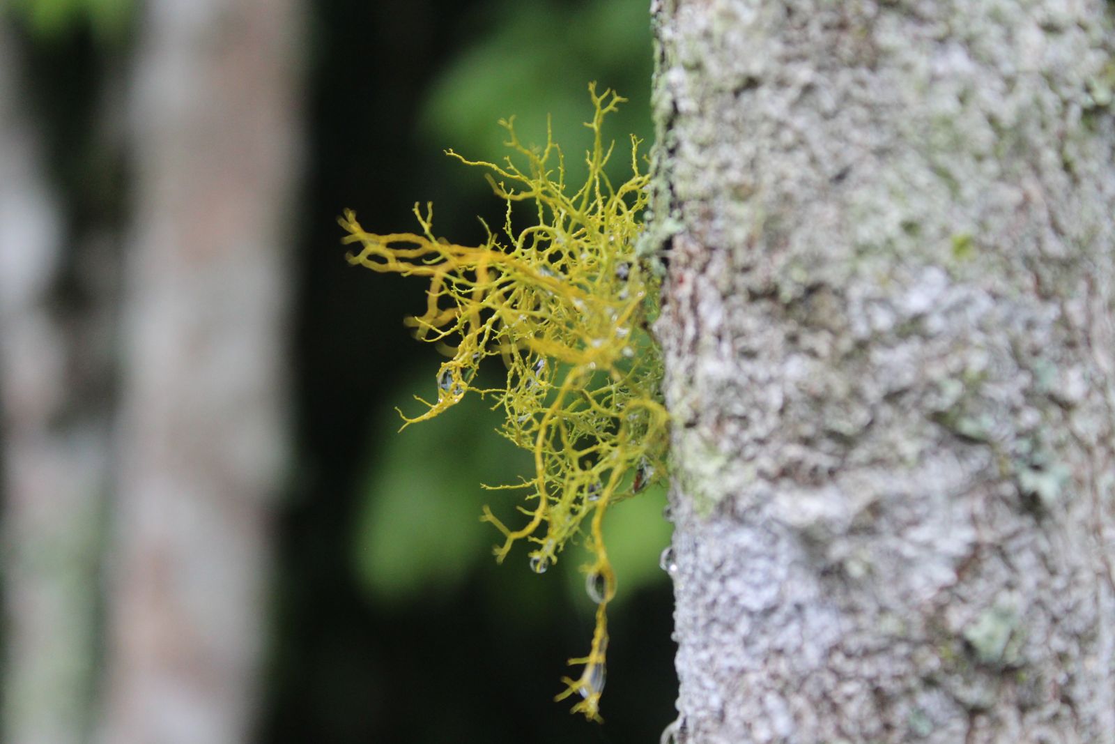 Pola interaksi yang terjadi antara alga dan fungi membentuk Lichenes