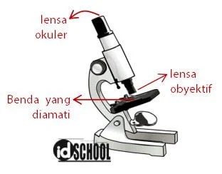 Sifat bayangan yang dihasilkan oleh lensa objektif mikroskop adalah