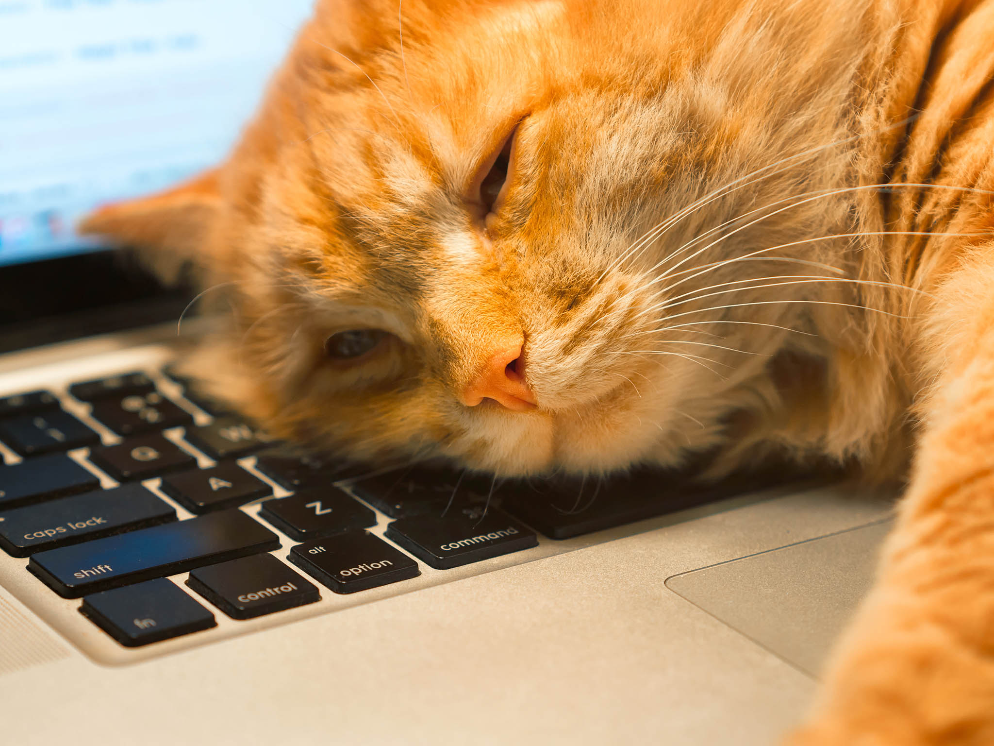 Tại sao mèo thích nằm trên máy tính xách tay?