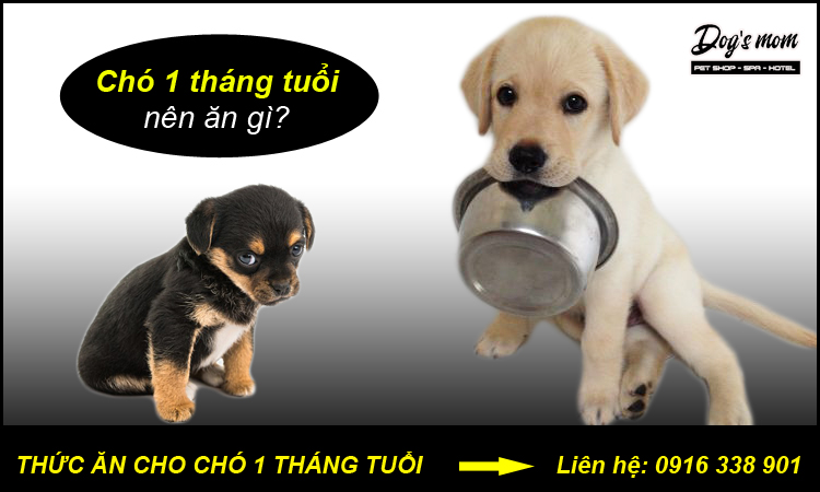 Thuc don cho cho con 1 thang tuoi ahr0chm6ly93d3cucgv0bw9tlnzul3vwbg9hzhmvy29udgvudhmvy2hvltetdghhbmctdhvvas1uzw4tyw4tz2lfmtu5mzgzotmznc5qcgc=