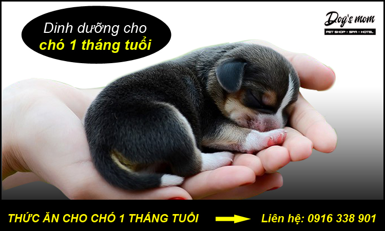 Thuc don cho cho con 1 thang tuoi ahr0chm6ly93d3cucgv0bw9tlnzul3vwbg9hzhmvy29udgvudhmvzgluac1kdw9uzy10ahvjlwfulwnoby1jag8tms10agfuzy10dw9pxze1otm4mzkznzuuanbn