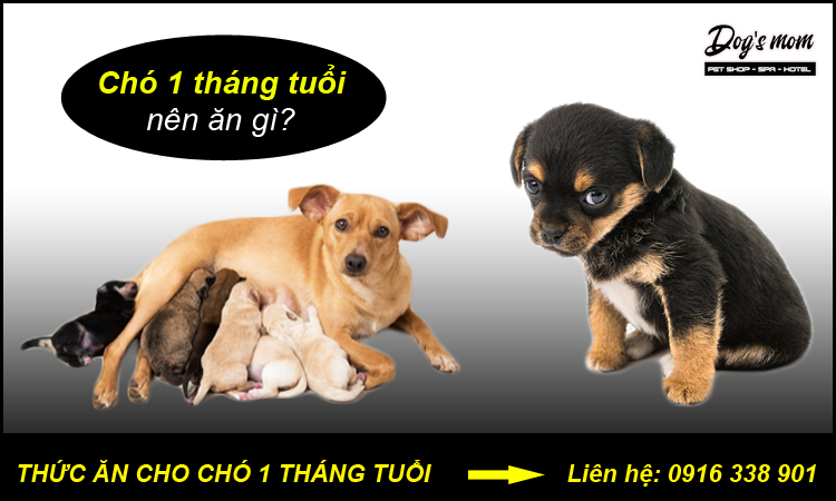 Thuc don cho cho con 1 thang tuoi ahr0chm6ly93d3cucgv0bw9tlnzul3vwbg9hzhmvy29udgvudhmvbmvulwnoby1jag8tms10agfuzy10dw9plwfulwdpxze1otm4mzkynjyuanbn