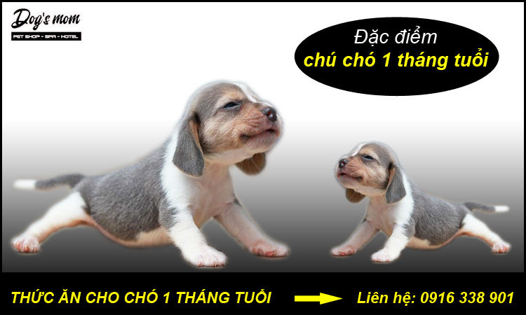 Thuc don cho cho con 1 thang tuoi