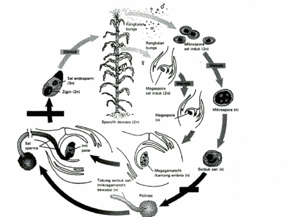 Tiga jenis tumbuhan angiospermae yang dapat dimanfaatkan sebagai sumber makanan bagi manusia