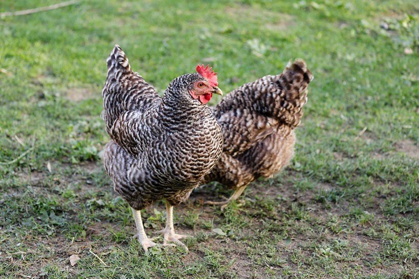 Top 10 con gà đẻ trứng năm 2022