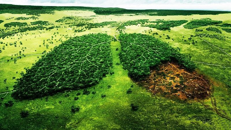 Vấn đề sử dụng và bảo tồn rừng amazon