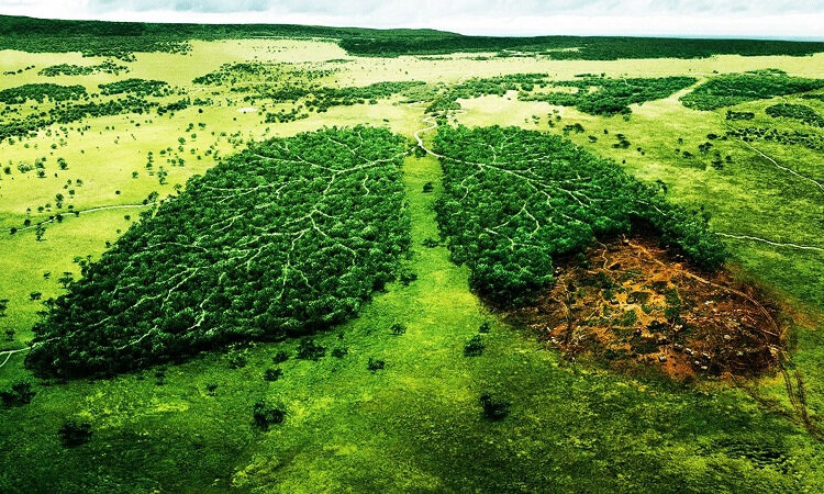 Vấn đề sử dụng và bảo tồn rừng amazon
