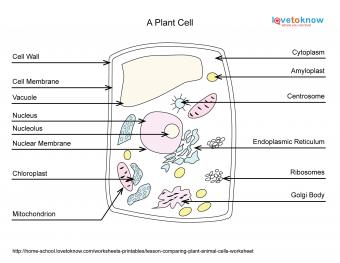 plant cell golgi body candy