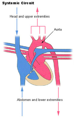 What is the pathway of blood through the heart?